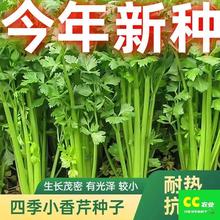 �ļ�С���۷N�����۲˷N�Ѽ��U�۲˷N�Ӽ�������ﶬ�߲˷N�Ӵ�ȫ