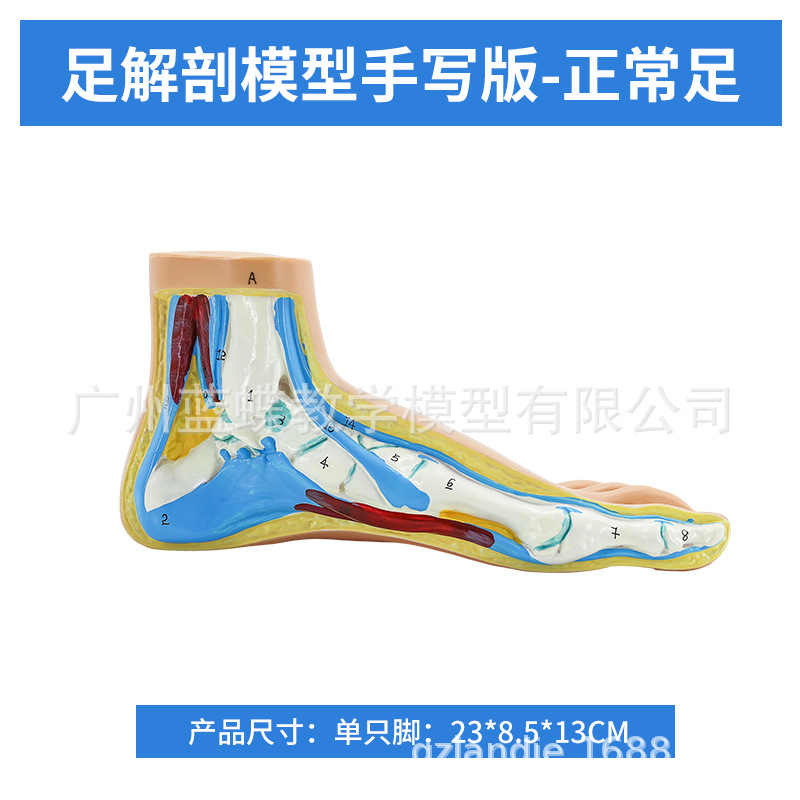 ��ѧ�����������ƽ�㹭����߹��� �㹭�㲿����������ʽ�ģ��