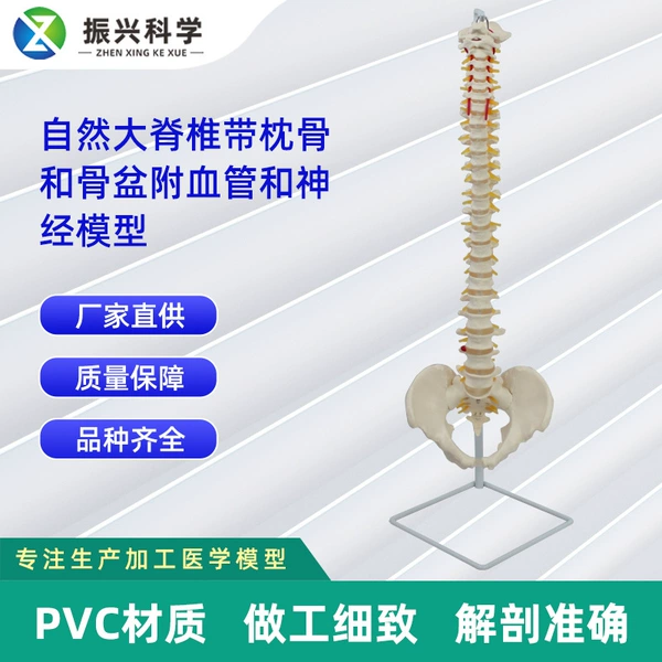 [带枕骨和骨盆附血管和神经模型]