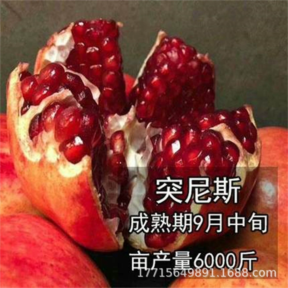 Большой саженец граната в горшке Тунисские мягкие семена без косточек Южно-Северный двор Дахонпао Сладкий гранатовый дерево Саженец