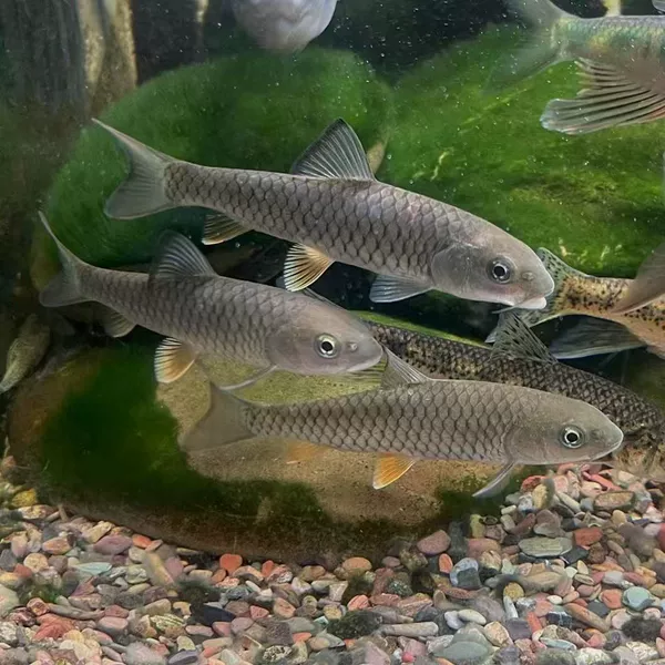 10% off for 50 2-3cm military fish fry