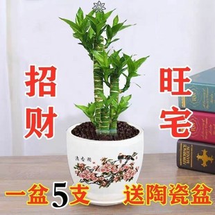 Rich Bamboo Guanyin Bamboo Lotus Bamboo Transfer Bamboo Hydroponic Plant Soil Culture Living Room Green Planting Office Desktop Flower Potted Plant