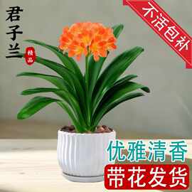 君子兰盆栽带花苞花卉植物室内国宝特级巨无霸大苗名贵四季好养活