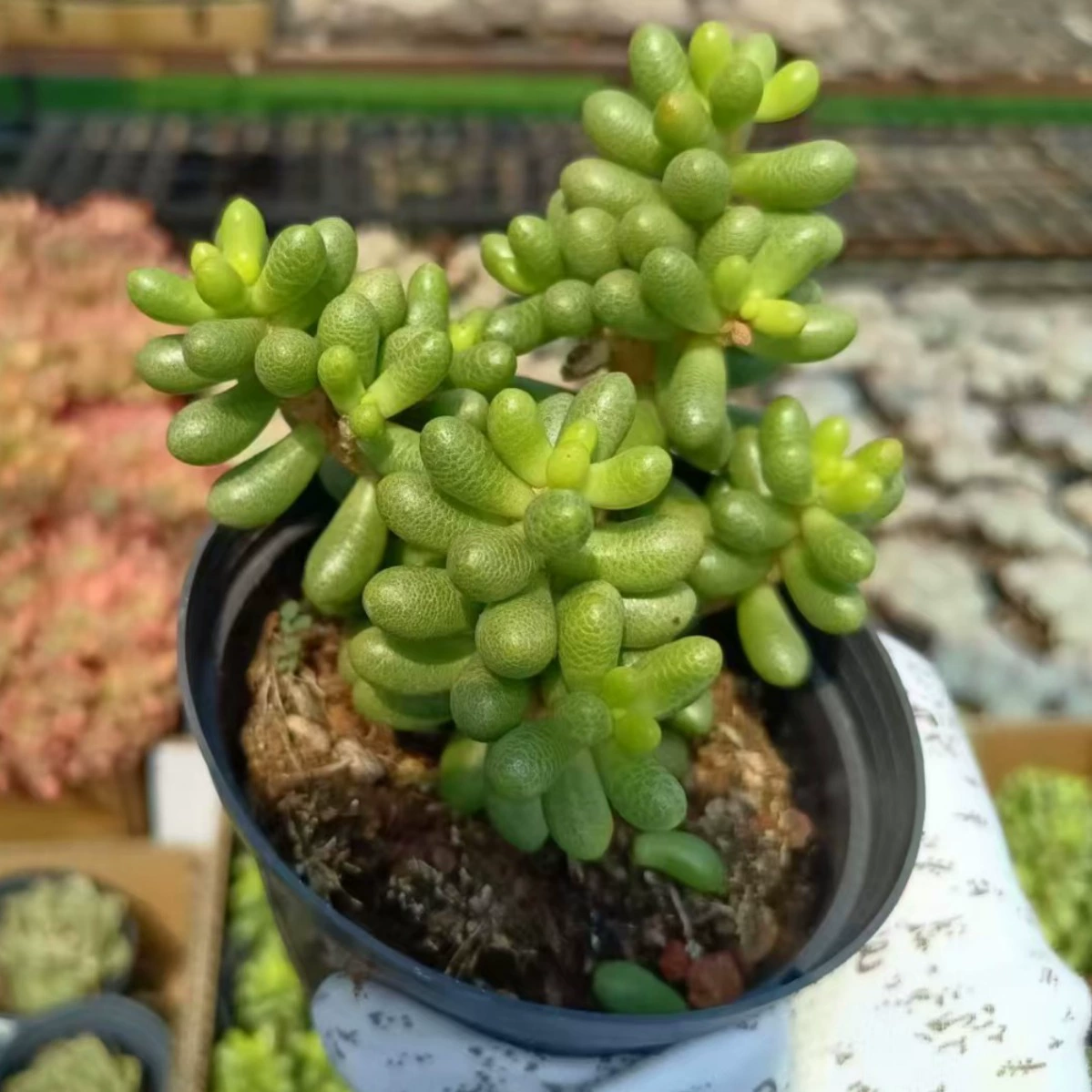 Зеленые яйца черепахи маленькие дорогие товары многоголовая группа яйца черепахи мясистые растения Балконная база прямые продажи Большие выгодно