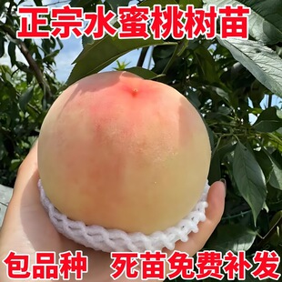 ˮ���Ҙ����޽��ϱ����Nֲ�ش����Ե��Ԯ���Y���Ҙ����