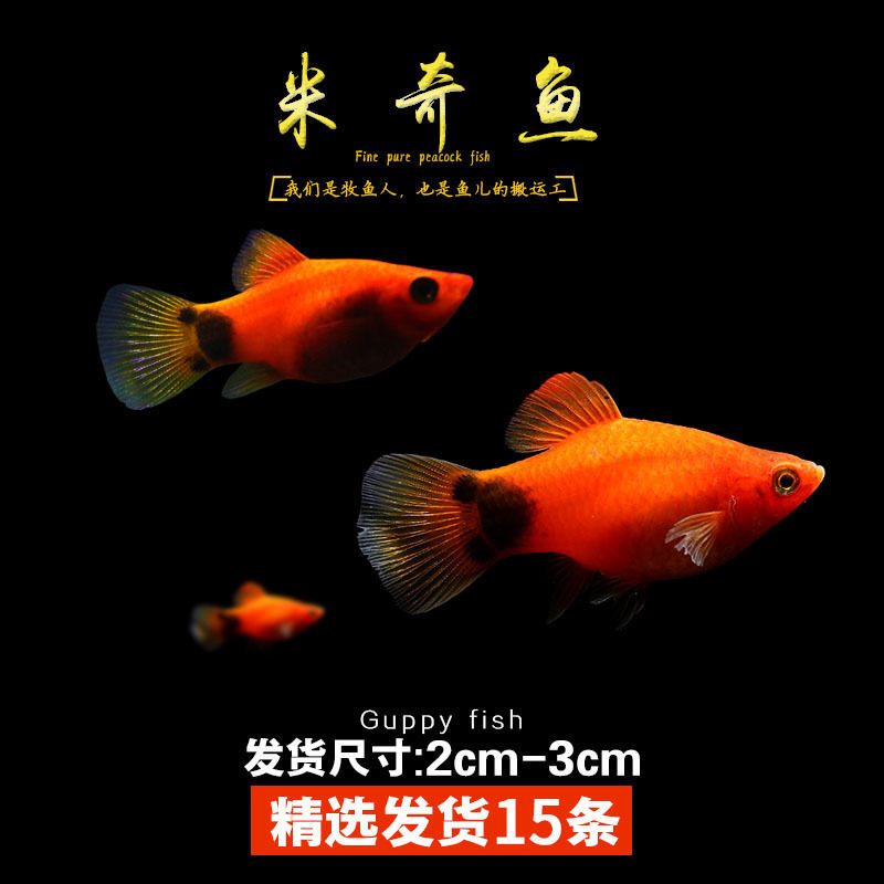 Lamko Fishは稚魚の飼育に適しており、生き残りやすい、淡水観賞魚、小さな孔雀、ゼブラフィッシュ、大型熱帯魚です。|undefined