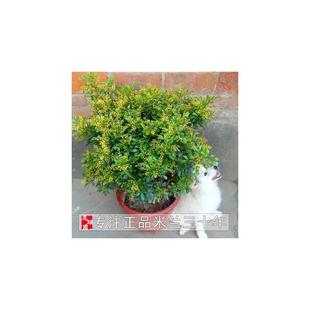 Milan Flower Potted Seedlings Living Room Indoor Balcony Blooms All Year Round Fragrant Florals and Green Plants Fragrance Repels Mosquitoes