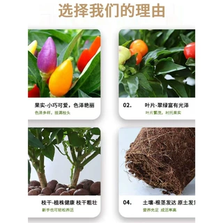 七彩椒辣椒盆栽树苗带果可食用新鲜多色五彩椒朝天椒阳台花卉绿植