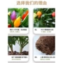 新鲜盆栽食用多色五彩椒
