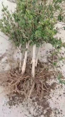 Beihua № 1 жимолость 2-летняя рассада 15 дней без цветения высокоурожайных сортов бесплатное руководство по переработке жимолости