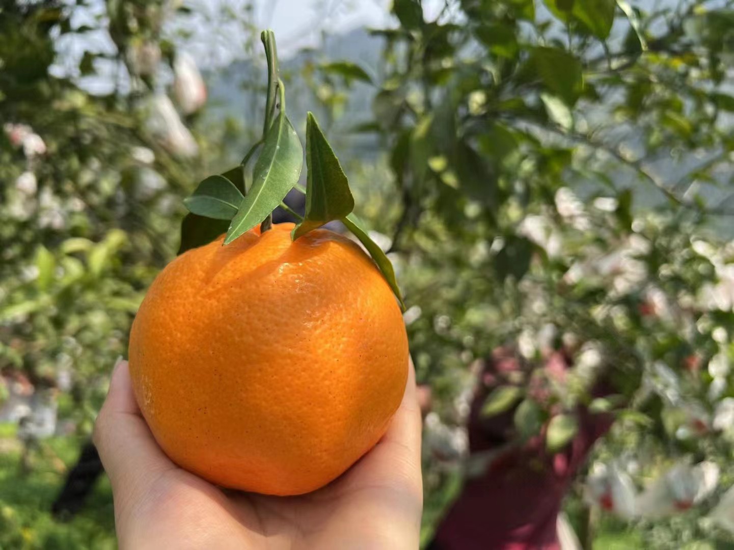 微信图片_20231114165742