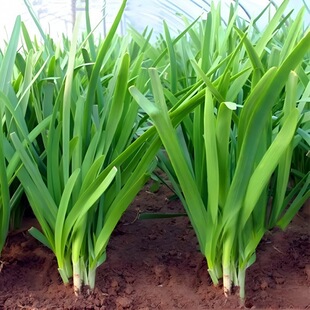 �����t�²˸���탲˸�1000�w����ʳ���̨�N��300�w�²˸�������