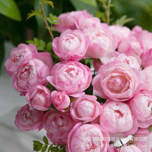 �¼����绨�ܾGֲ���҃�����õ���֭�Nޱ�������ļ��_���辰�^��