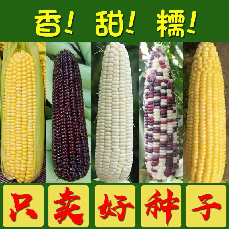 Клейкие семена кукурузы, семена сладкой клейкой кукурузы, фруктовая кукуруза, красочные клейкие черные клейкие желтые липкие семена кукурузы, семена кукурузных зерен
