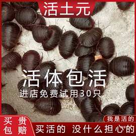 活体土鳖虫土元地鳖虫簸箕虫土鳖子土瘪活体500g包邮土元粉好货真