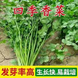 香菜种子四季播耐寒老品种抗热大叶易种阳台庭院种植农家绿色