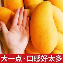 海南三亚金煌芒果水仙芒水果新鲜当季3/5/10斤装批发甜心芒高乐芒