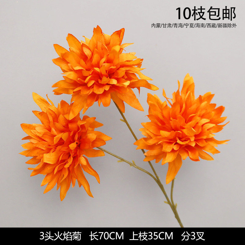 3头火焰菊