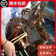 波士顿龙虾鲜活冷冻10海鲜水产波斯顿澳洲大龙虾3-15斤澳龙