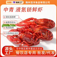 工厂定制4-6钱商用清水小龙虾中青餐饮大排档液氮锁鲜虾专用批发