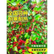 һ�����l�L��ɣ�ؘ�������Ԏ����ļ�ɣ���B�Qʳ�ù�����箔��Y