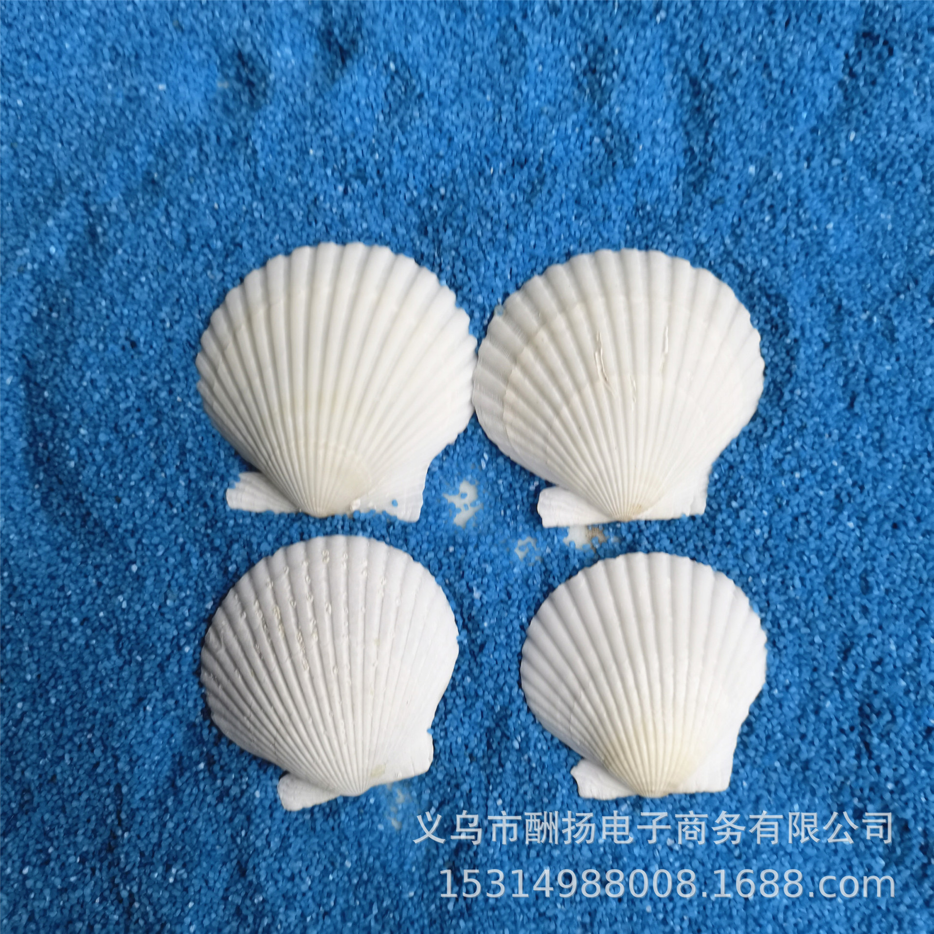 Thin scallops, 3-5cm each