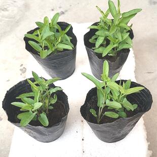 �p֦ĵ�������3~8����
ÿ��3����,Ʒ�|�����óɻ�ԭ��ԭ���l؛