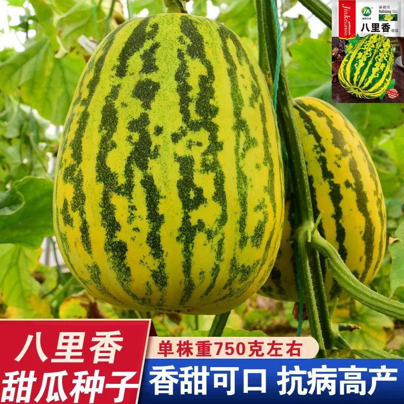 Очень крупные семена дыни Baili, сладкие семена дыни, семена дыни для весеннего и летнего посева овощей и фруктов.