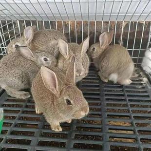 ���ӻ��w�������ñ����r���û��ü��BС���������m���ý�����ʳ��