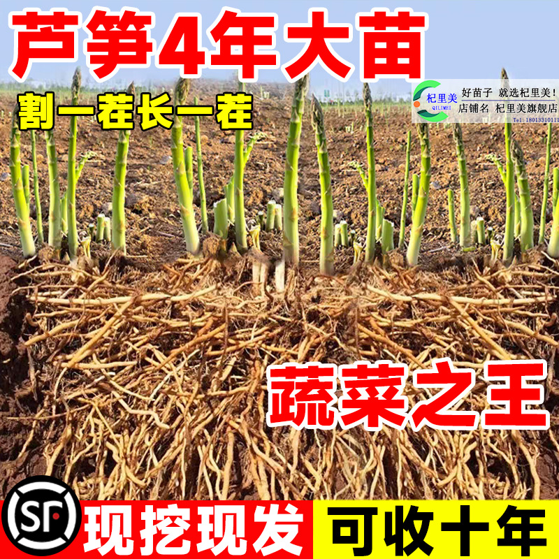 芦笋苗芦笋种根紫色芦笋苗根阳台盆栽蔬菜苗三年芦笋根四季多年生