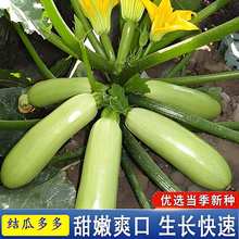 �����J�N��ռ�Ͻǹ������ϷN���r�Ҳ˵����Դ��＾�׷Nֲ�߲˷N��