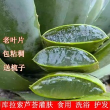 库拉索芦荟叶片可吃新鲜芦荟美容院灌肤芦荟绿植盆栽芦荟苗绿植