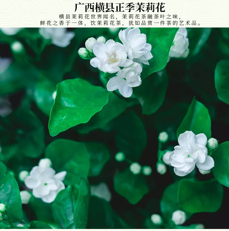 2025新茶四川蒙顶山碧潭级蜀茗润飘雪茉莉花茶散装浓香花茶批发