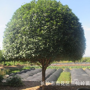 Osmanthus Tree Wholesale, August Osmanthus Fragrance Fills the Courtyard, Greening Osmanthus Saplings 15-20cm Tall Osmanthus