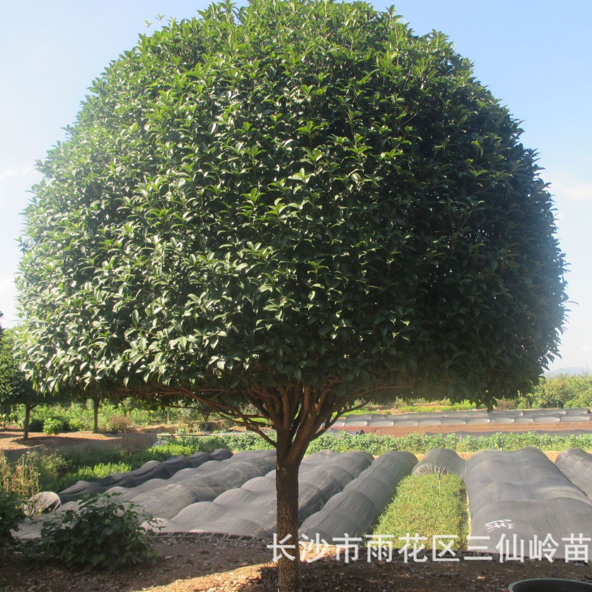 直销桂花树苗 花卉苗木金桂丹桂四季长青 基地直销/价格优惠