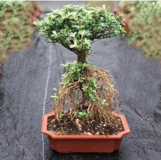 六月雪 提根造型  盆景  微型造型实物禅意小美庭院四季常青绿植