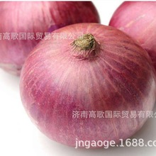 新鲜出口红皮洋葱上市，红洋葱Red Onions  红洋葱