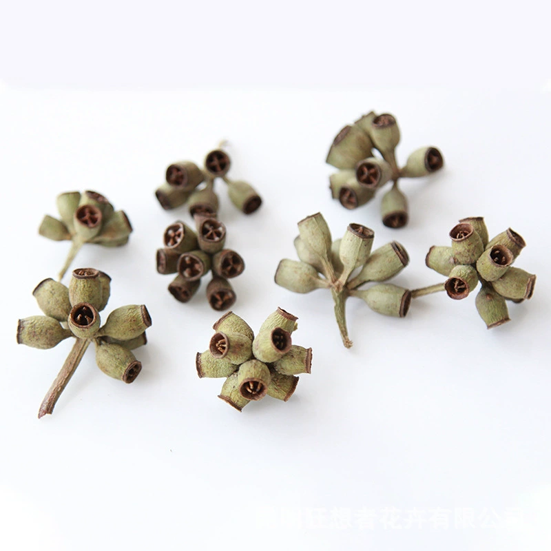 Dry Flower DIY Materials [Dry Fruit] Madman Sommelier Candle Plant Simagon Handmade Class Dry Flower Dry Branches Material