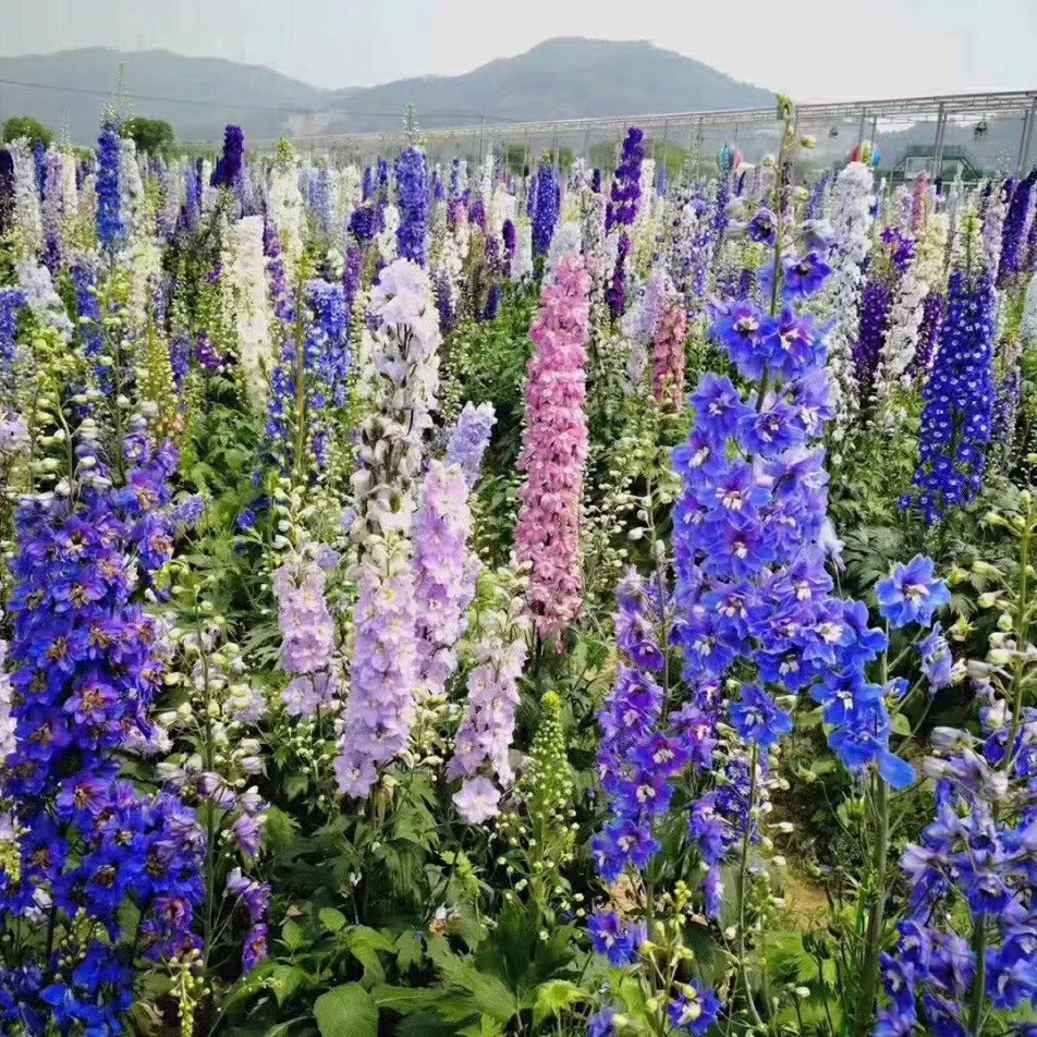 2201 база оптовая поставка большого цветка Flying Lanensis в горшках с зеленью