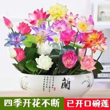 ˯ɏ�N�Ӱl؛���_���߲���ɏ�����ļ��_�������^�pˮ��ֲ��N��