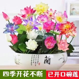 ˯ɏNӰl؛_߲ɏļ_^pˮֲN