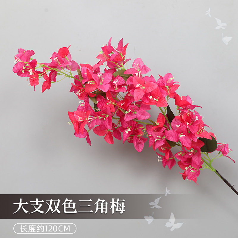 큰 부겐빌레아 - 투톤