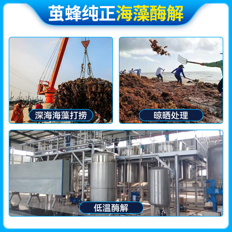 海藻精原粉水溶生根肥45％含量叶面肥原料级海藻肥批发供货