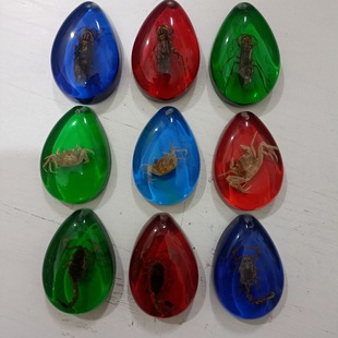 Factory wholesale natural insect specimen resin material amber student teaching science knowledge real insect specimen tree