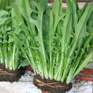 ���{���·N�Ӷ��������ݲ��Ѽ�����B����˿����˷N