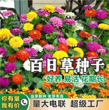 ���ղݻ��N�����ļ����N�_��ͥԺ�N�Ӹ�ɣ���f�۾ջ��N��Ұ���M��