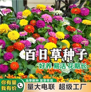 百日草种子百日菊步步高重瓣矮杆花籽花海景观庭院绿化花卉种子批