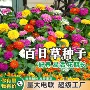 庭院景观绿化花海花籽