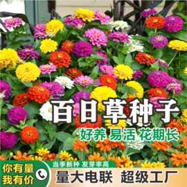 百日草花种籽子四季播种开花庭院种子格桑花万寿菊花种孑野花组合