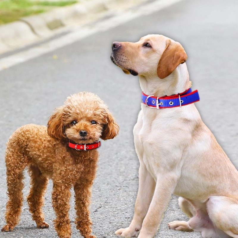 Cadena de perro, correa de perro grande, correa de perro, anti-mordedura, paseador de perro, cadena de hierro gruesa, correa de perro especial, collar de ajuste, entrenamiento de perro